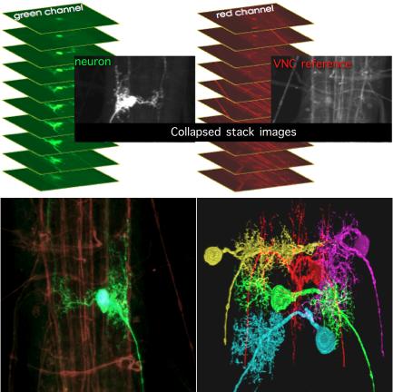 imaging single neurons